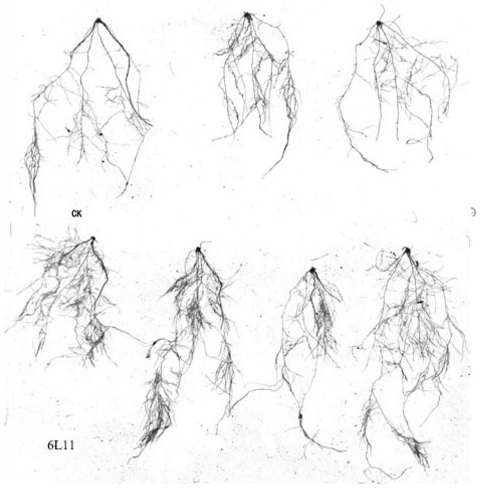 A Lysing Pseudomonas Chlorite and Its Application