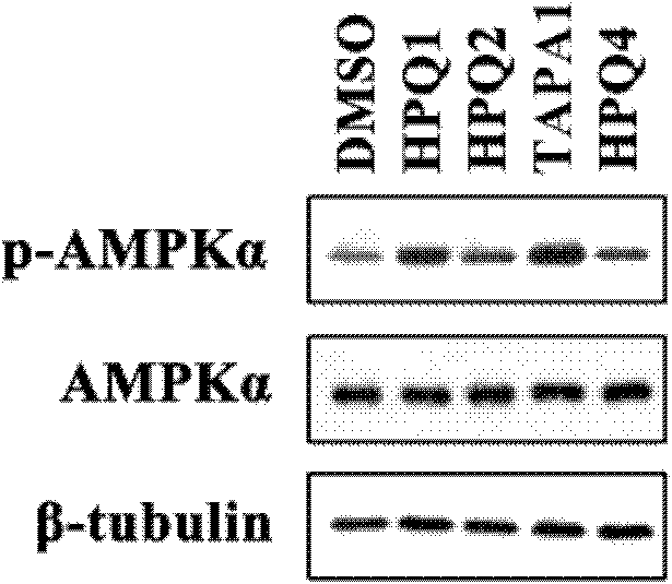 Antidiabetic medicament screening method using Nur77-LKB1 interaction as target point