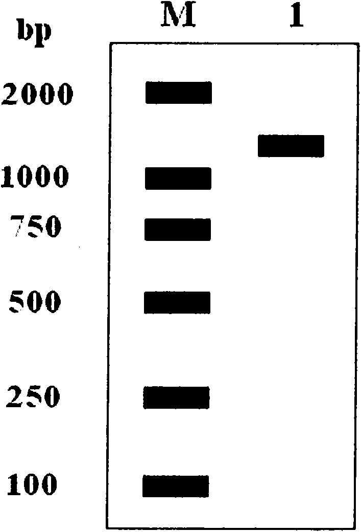 Tea tree cytoplasm-type glutamine synthetase (GS) gene and encoding protein thereof