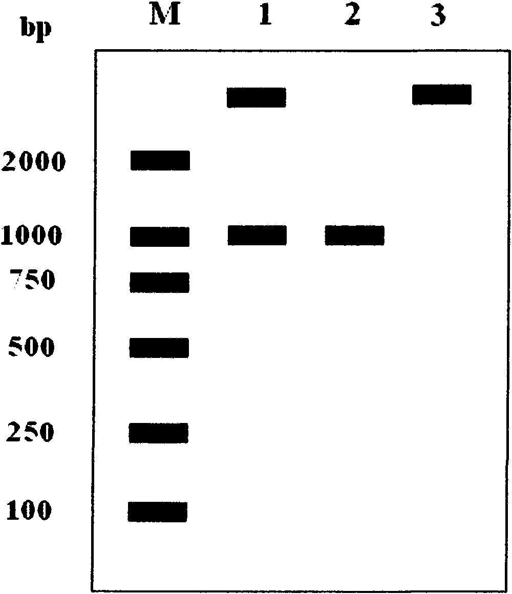 Tea tree cytoplasm-type glutamine synthetase (GS) gene and encoding protein thereof