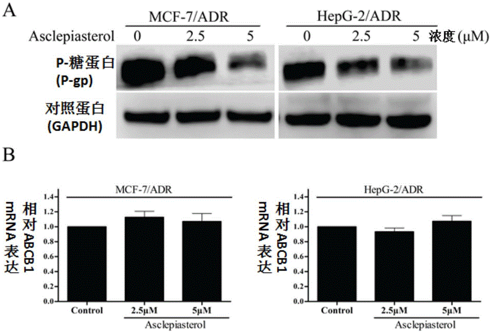 C21 steroid Asclepiasterol, preparation method and application thereof in preparation of tumor multidrug resistance reversal agent