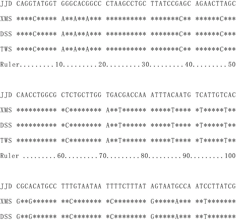 Molecular marker primer and method for identifying Shao's Sillago and Sillago sihama