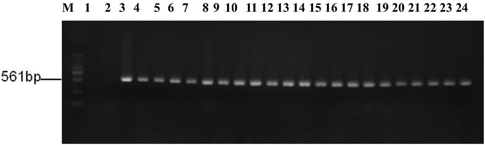 RNAi (RNA interfere) plant expression vector and application thereof