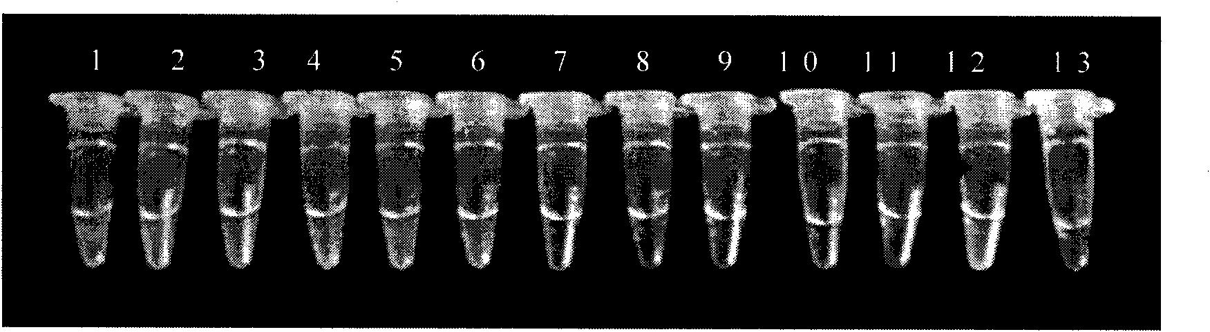 Loop-mediated isothermal amplification technology-based Listeria monocytogenes rapid diagnostic kit and testing method thereof