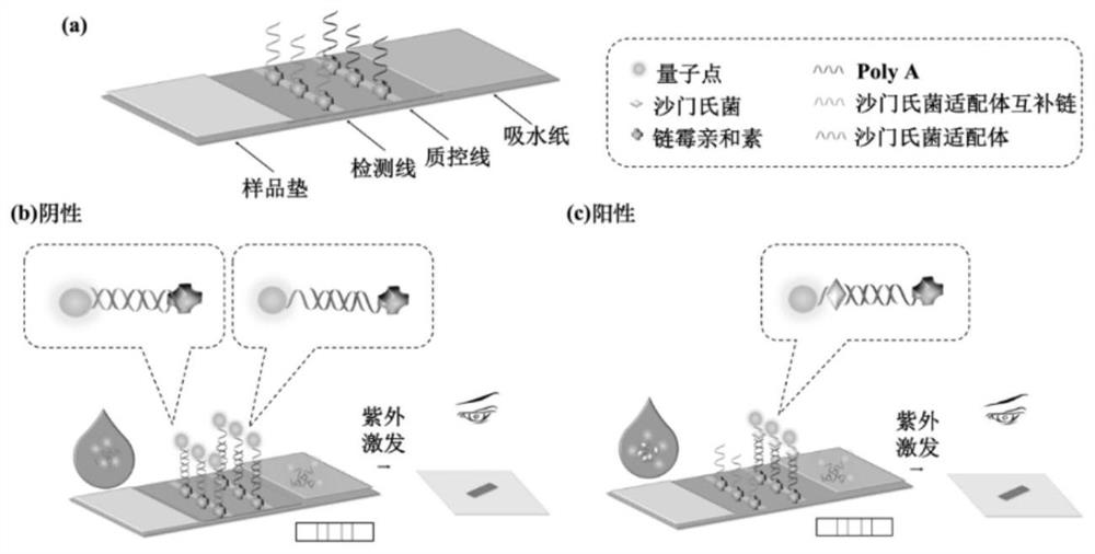 Detection test strip based on quantum dot labeling as well as preparation method and application thereof