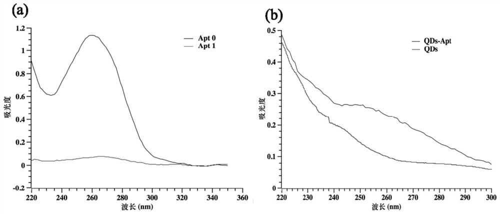 Detection test strip based on quantum dot labeling as well as preparation method and application thereof