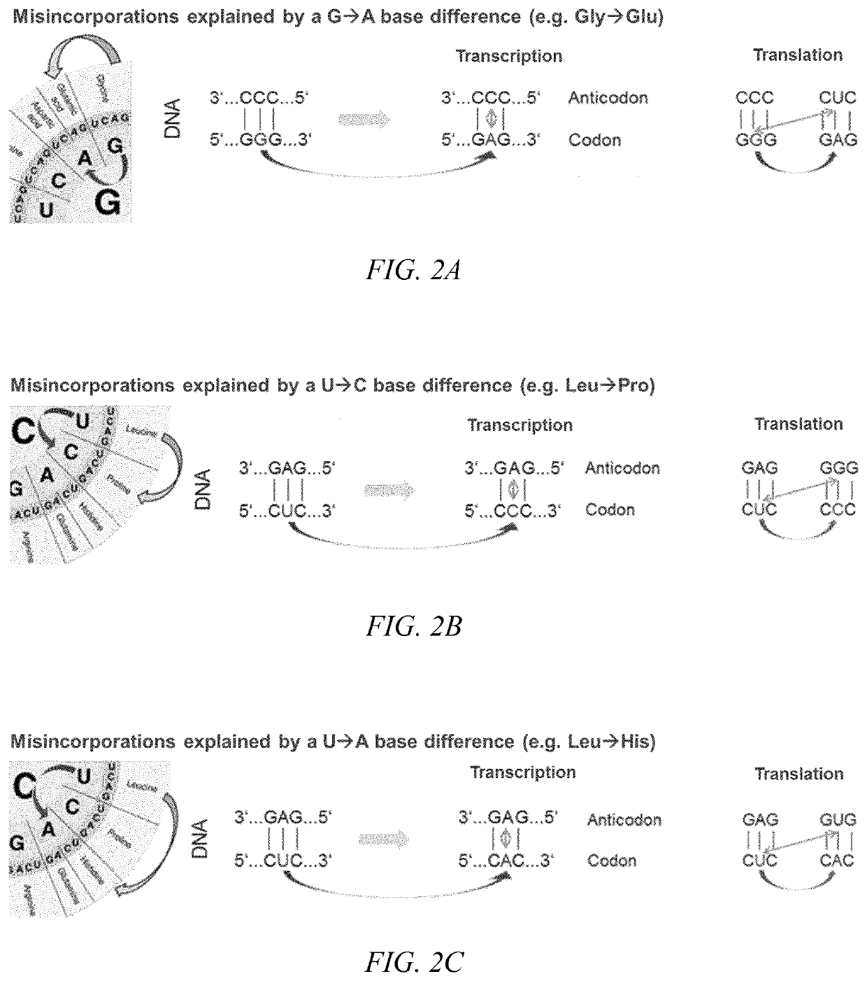 Sequence variants