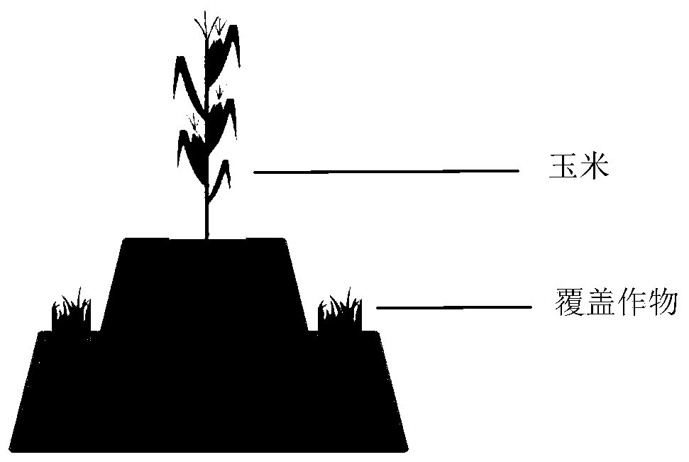 Cultivation method for intercropping of grain-harvesting corn and nurse crops in cool areas