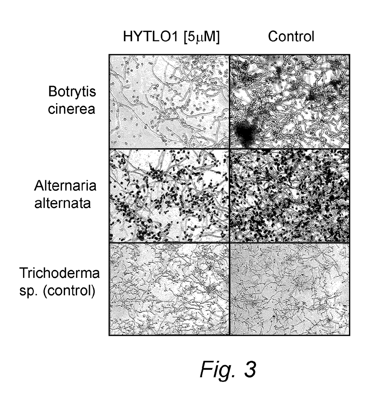 Bioactive Protein, Use Thereof and Method for its Production