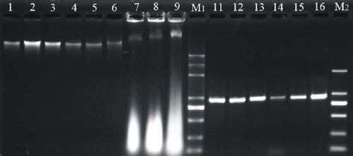 Kit and method for extracting pectin-rich polysaccharide plant DNA