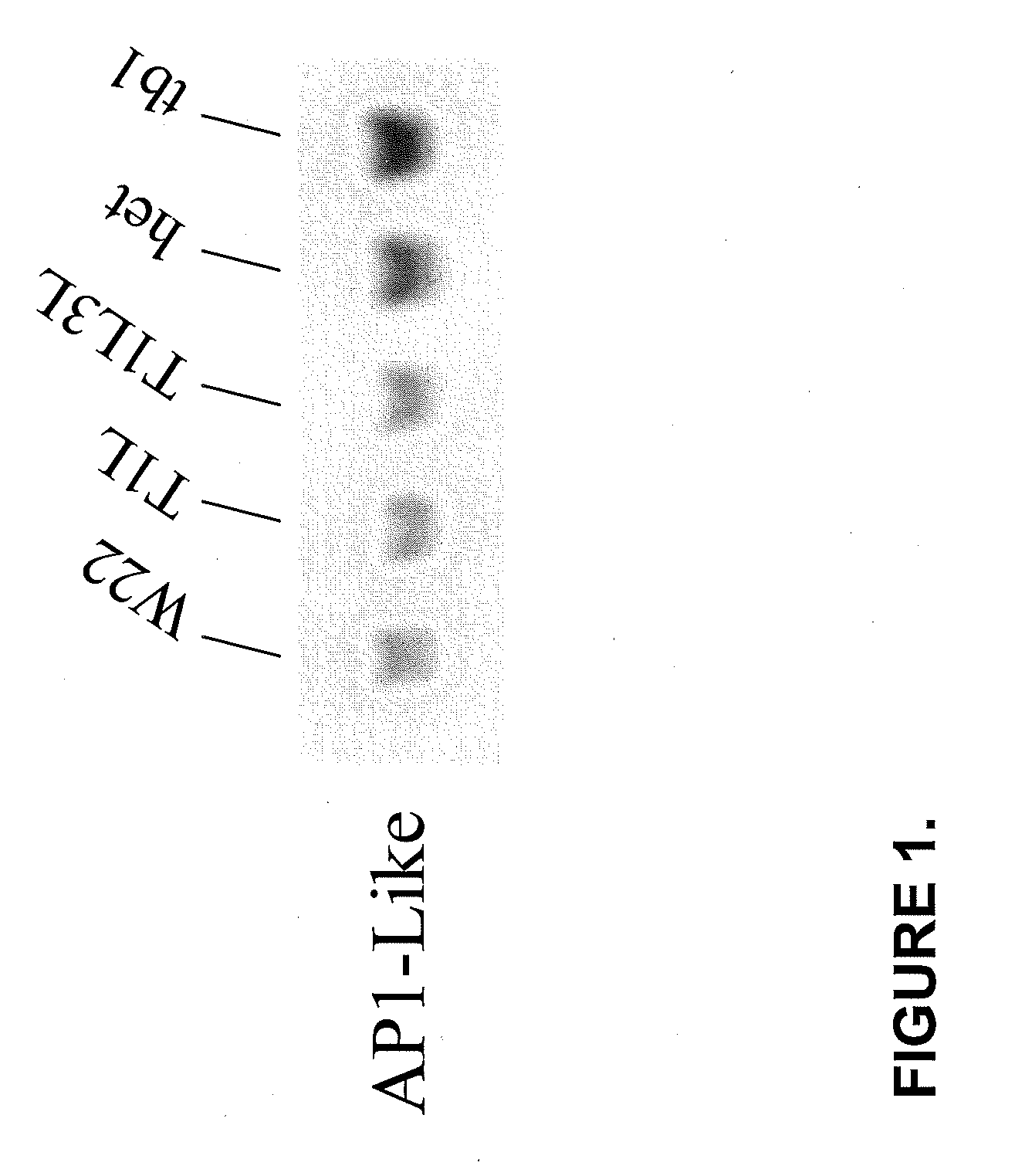 Early-inflorescence-preferred regulatory elements and uses thereof