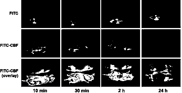 Model for protecting mouse ulcerative colitis by antibacterial peptide C-BF