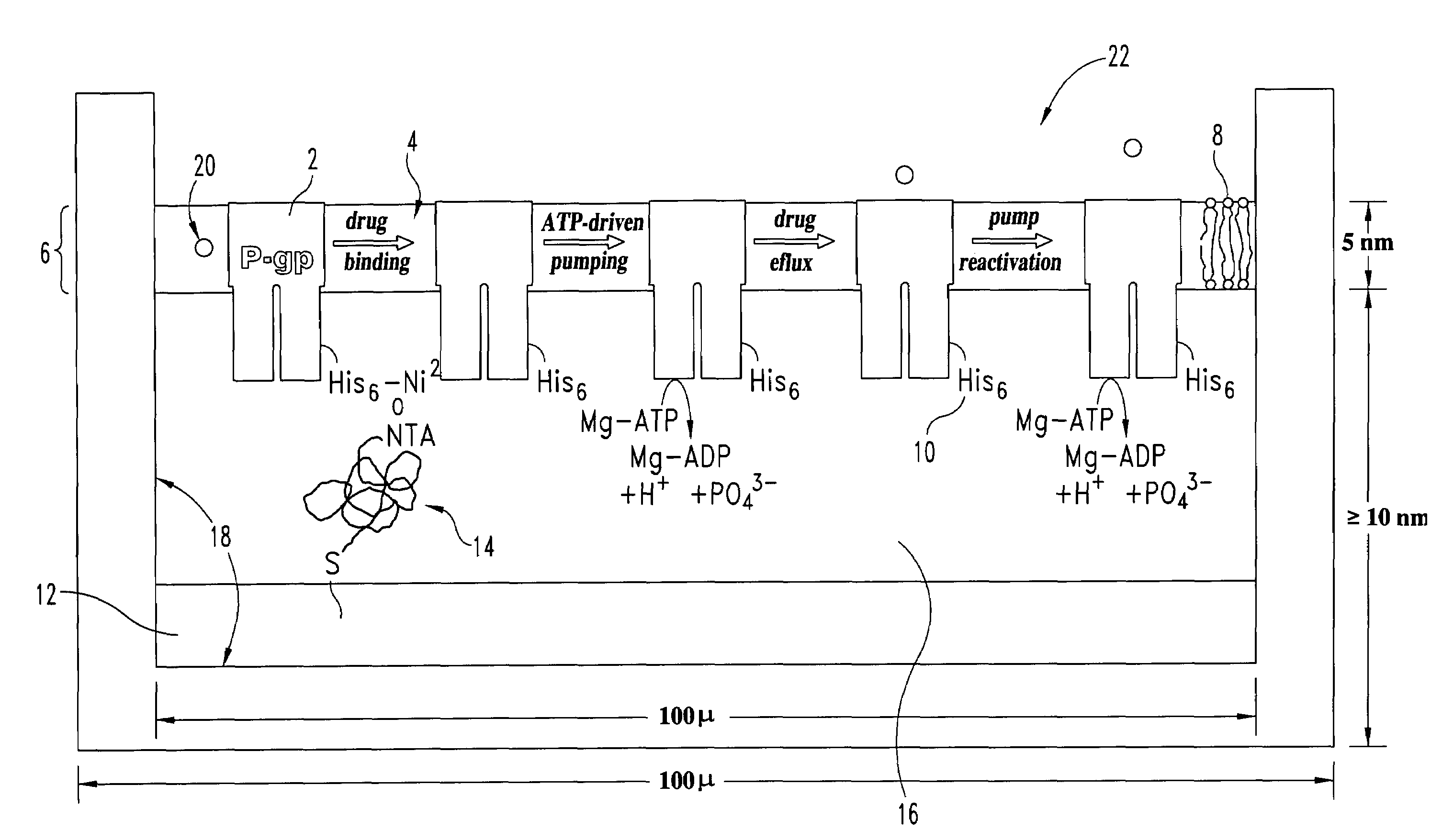 Device and bioanalytical method utilizing asymmetric biofunctionalized membrane