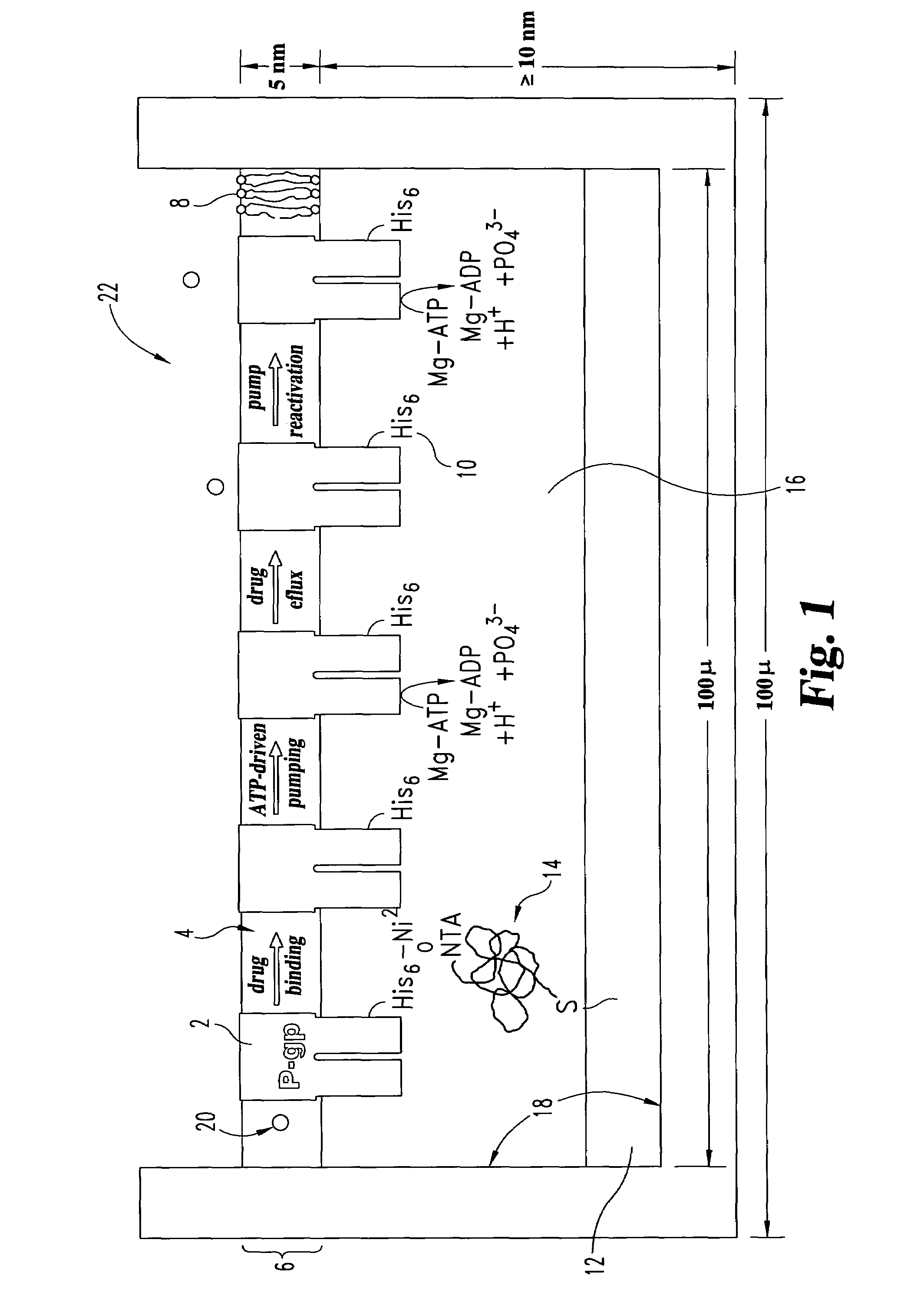 Device and bioanalytical method utilizing asymmetric biofunctionalized membrane