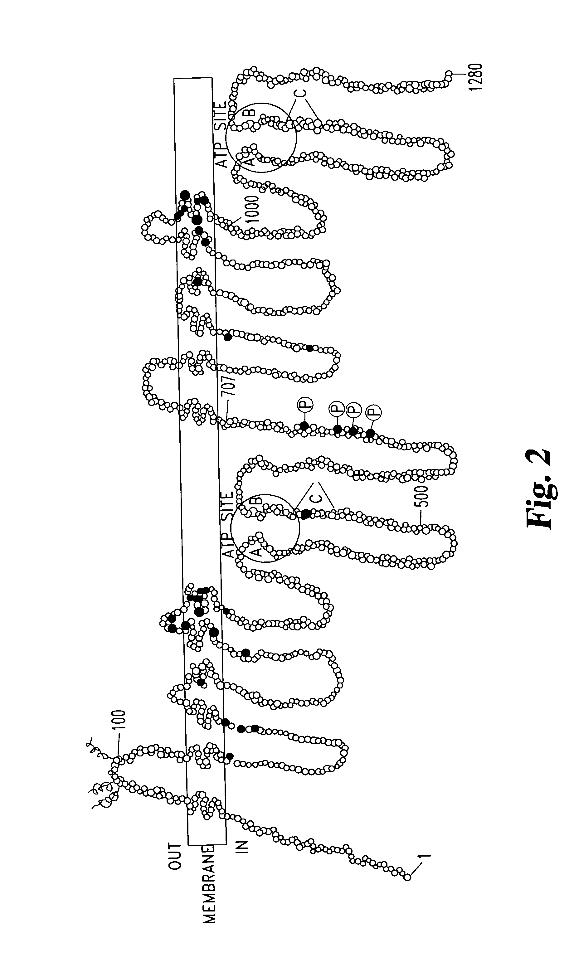 Device and bioanalytical method utilizing asymmetric biofunctionalized membrane