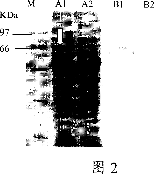 Recombination Lactococcus lactics for expressing pig infectious gastroenteritis virus S protein and preparation method thereof