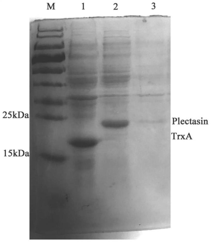 A kind of Escherichia coli fusion expression plectasin, its preparation method and application