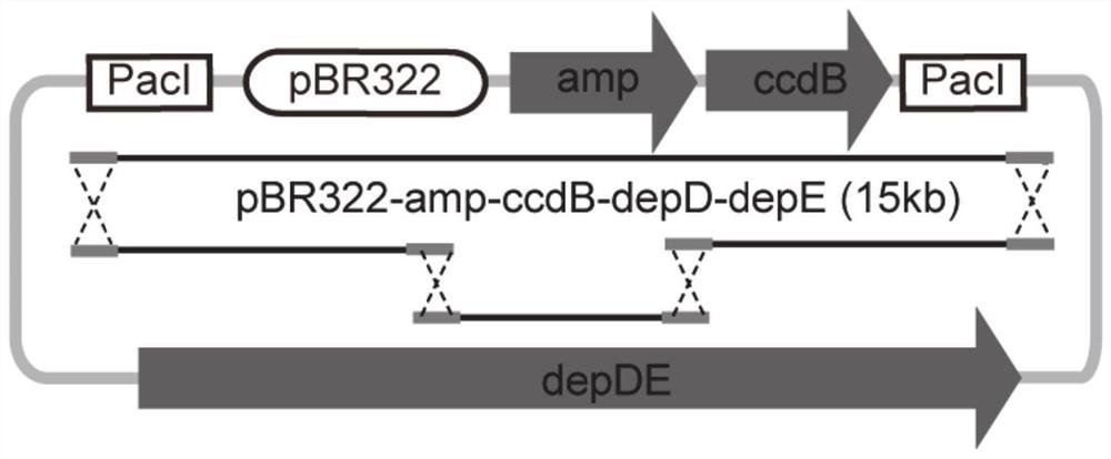 Engineering strain for heterologous expression of histone deacetylase inhibitor FK228 as well as construction and application of engineering strain