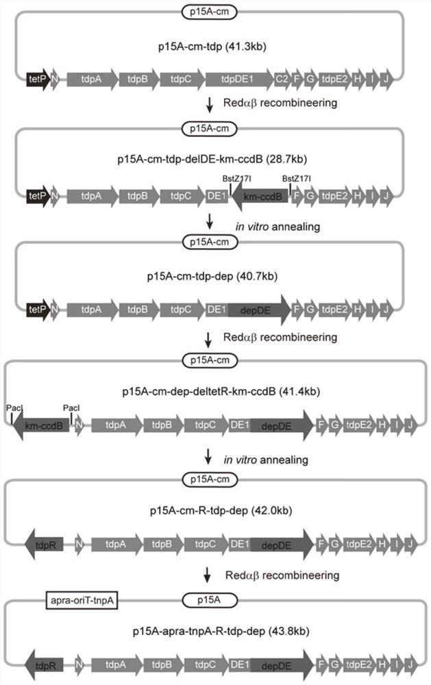 Engineering strain for heterologous expression of histone deacetylase inhibitor FK228 as well as construction and application of engineering strain