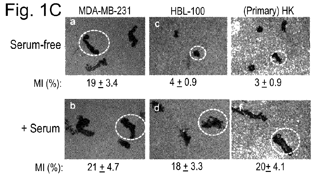 COMPOSITIONS AND METHODS FOR TREATING HIF-1a OVER-EXPRESSING CANCERS