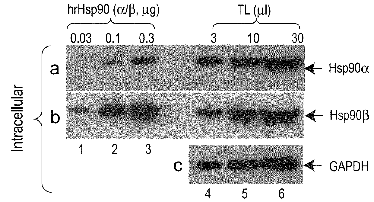 COMPOSITIONS AND METHODS FOR TREATING HIF-1a OVER-EXPRESSING CANCERS