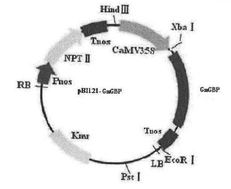 Method for regulating plant photoperiod by combining soybean gibberellin with protein gene