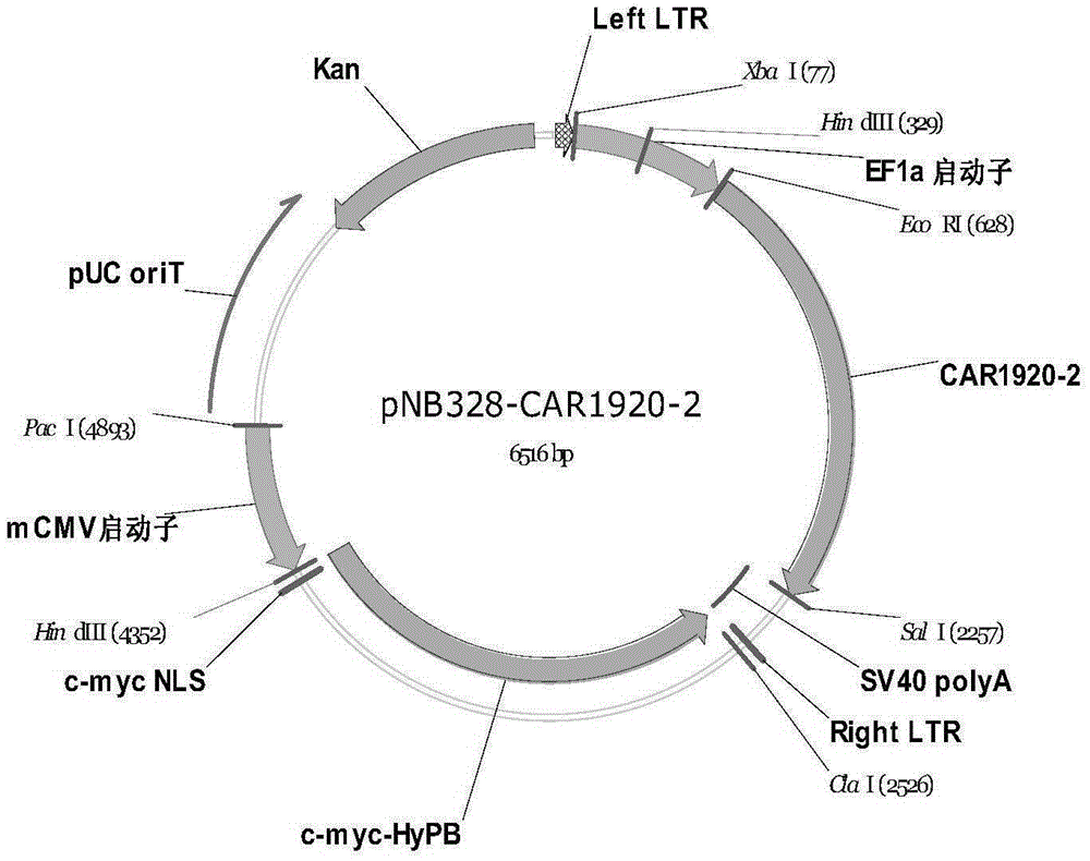 Molecular brake for rapidly stopping killing effect of CAR-T (T cell engineered with chimeric antigen receptors) and application of molecular brake