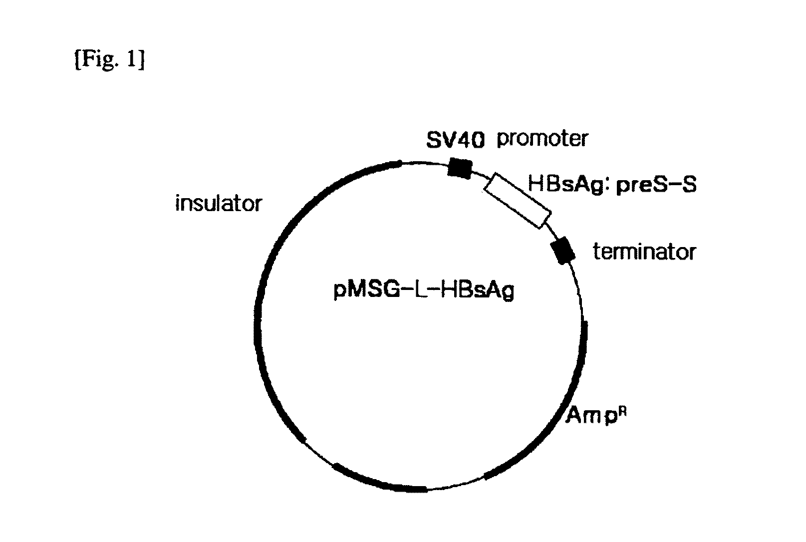 HBV vaccine and a process of preparing the same