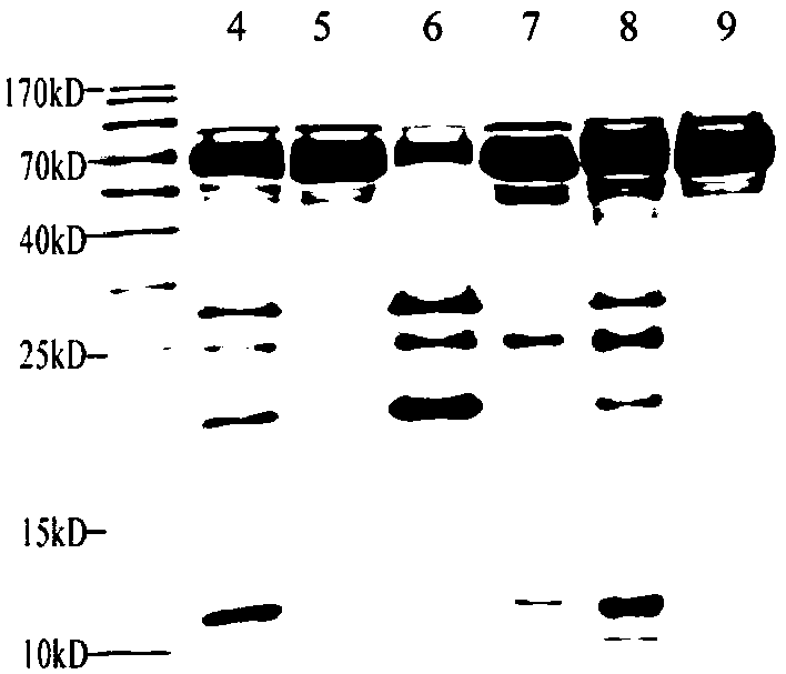 Urine protein marker for malignant hypertensive renal injury and diagnostic use thereof