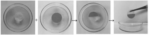 Collagen-based self-healing hydrogel and preparation method thereof