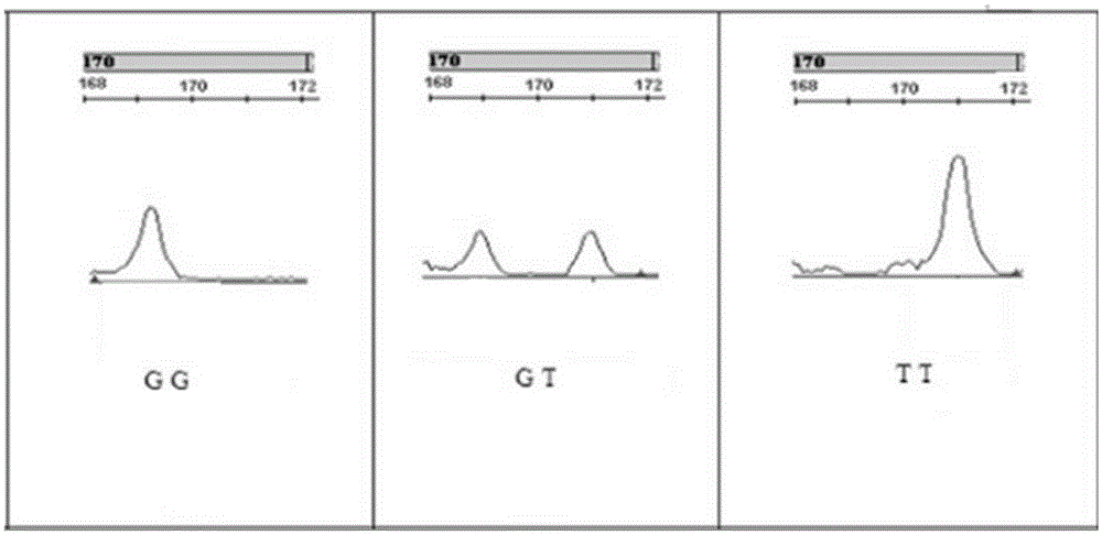 Molecular marker related to weight, breast and leg muscle weight and breast muscle fiber characteristics of Gaoyou ducks and acquisition method and application thereof