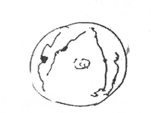 Single chromosome producing method through micro cutting plant chromosomes