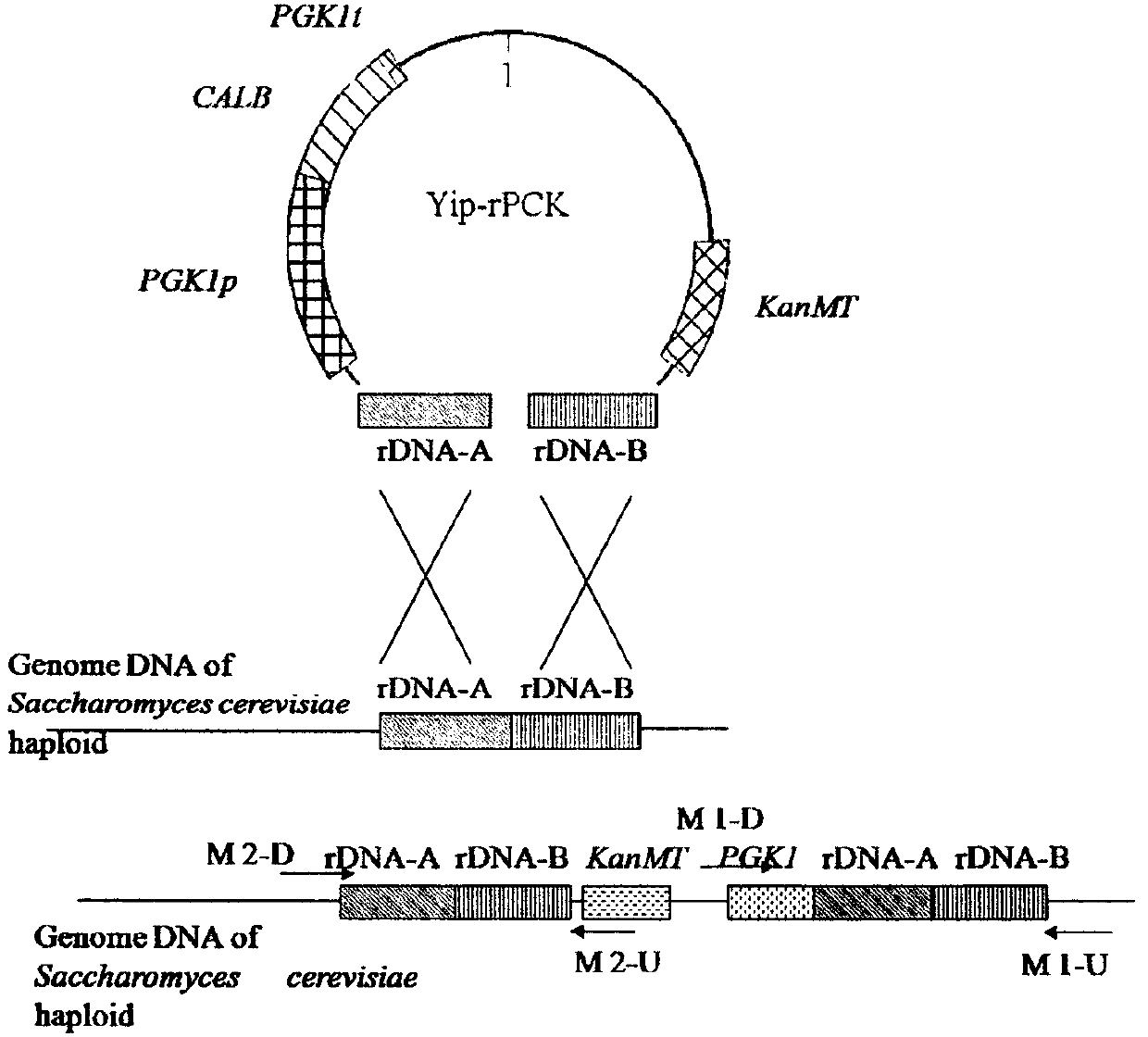 High-yield ethyl lactate saccharomyces cerevisiae strain