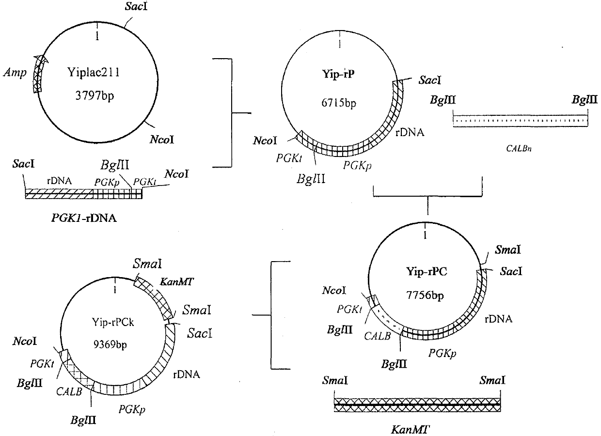 High-yield ethyl lactate saccharomyces cerevisiae strain