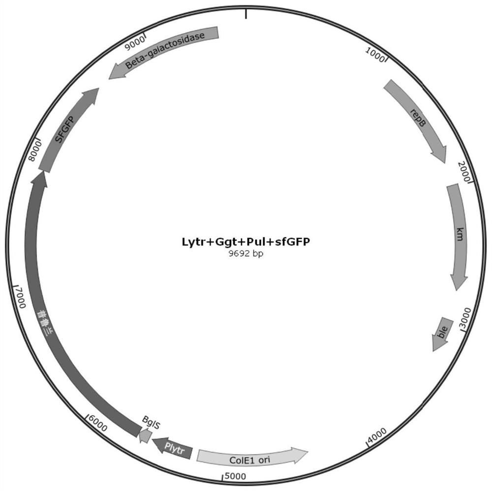 Signal peptide for promoting protein extracellular expression