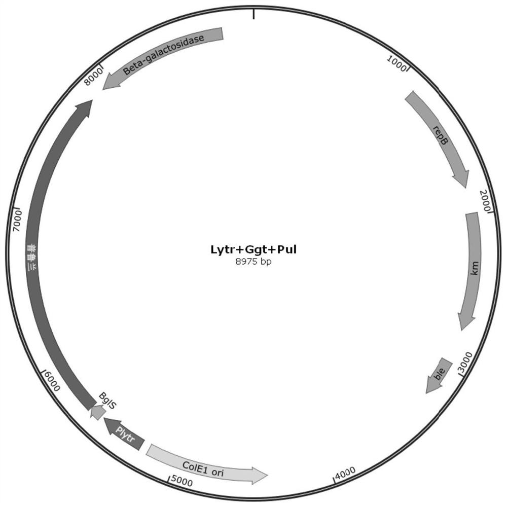 Signal peptide for promoting protein extracellular expression