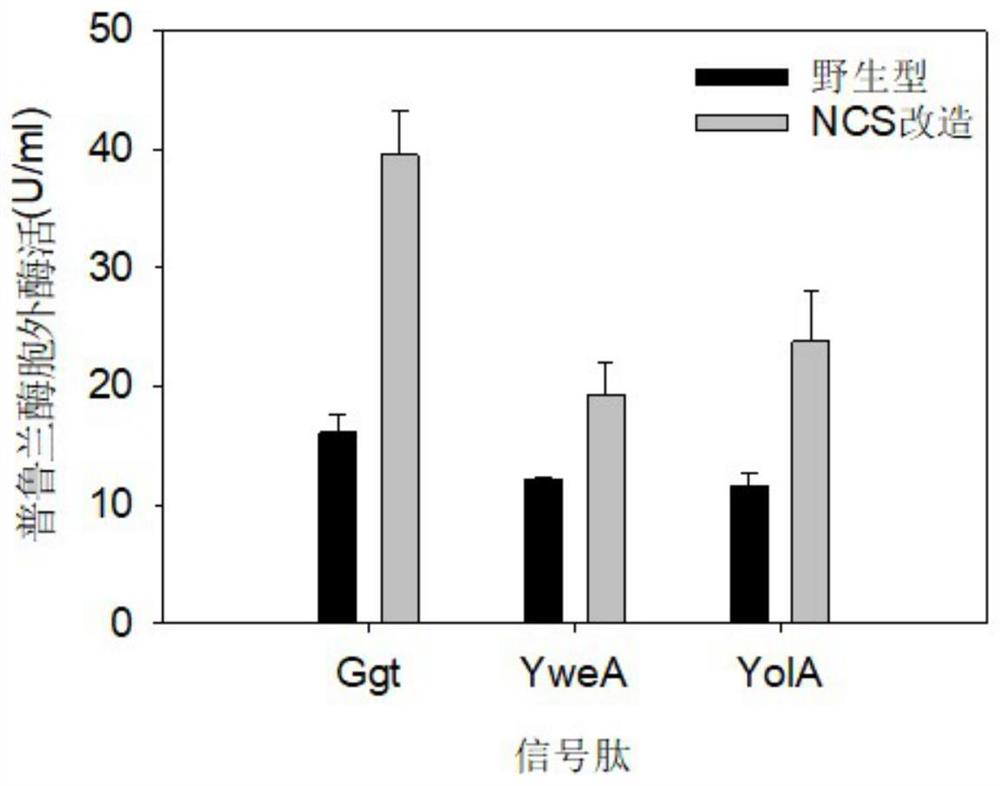 Signal peptide for promoting protein extracellular expression