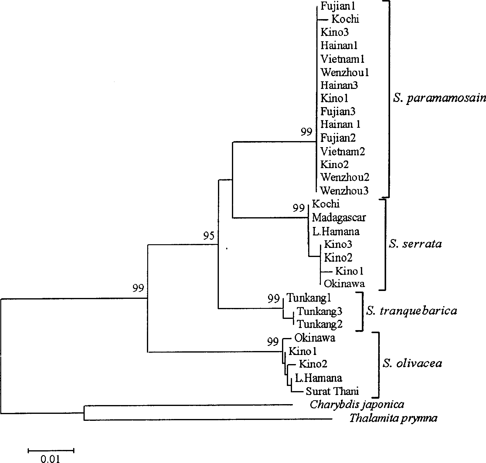 Detecting and identifying method for germ plasm of blue crab