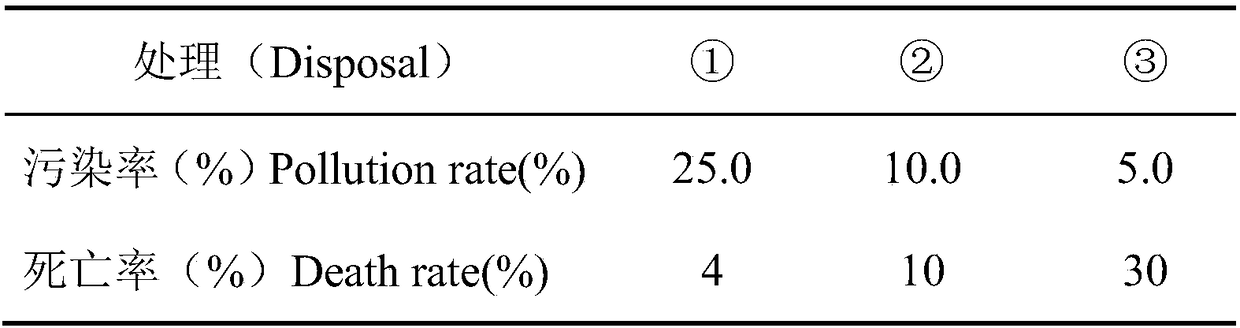 Culture method of cystoathyrium chinense through sporophyte propagation