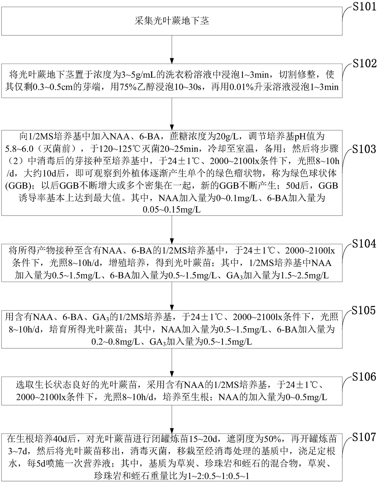 Culture method of cystoathyrium chinense through sporophyte propagation