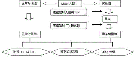 Method for establishing hypothyroidism Wistar rat eye socket model