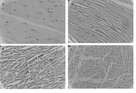 Method for establishing hypothyroidism Wistar rat eye socket model