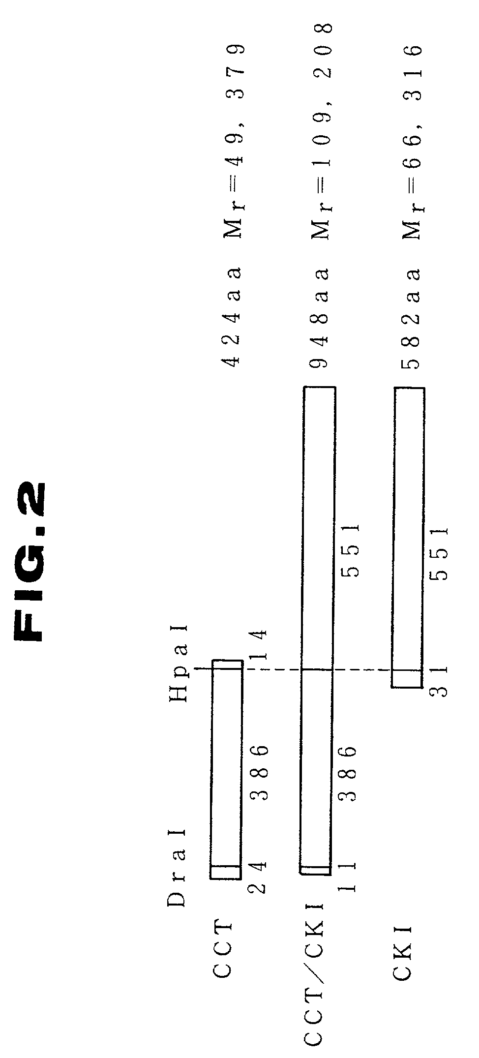 Process for producing cytidine diphosphate choline