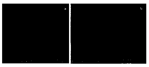 Preparation method of visible-light nano composite photocatalyst AgCl-SnO2