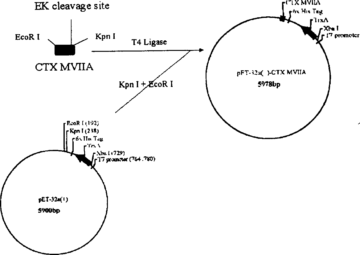 Conotoxin MVII A and Trx fusion protein and its expression and application