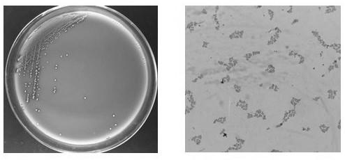 Pediococcus acidilactici effectively absorbing cypermethrin