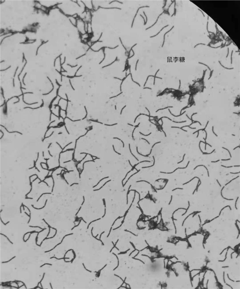 Lactobacillus rhamnosus NSL0401 with defecation promoting function and application thereof