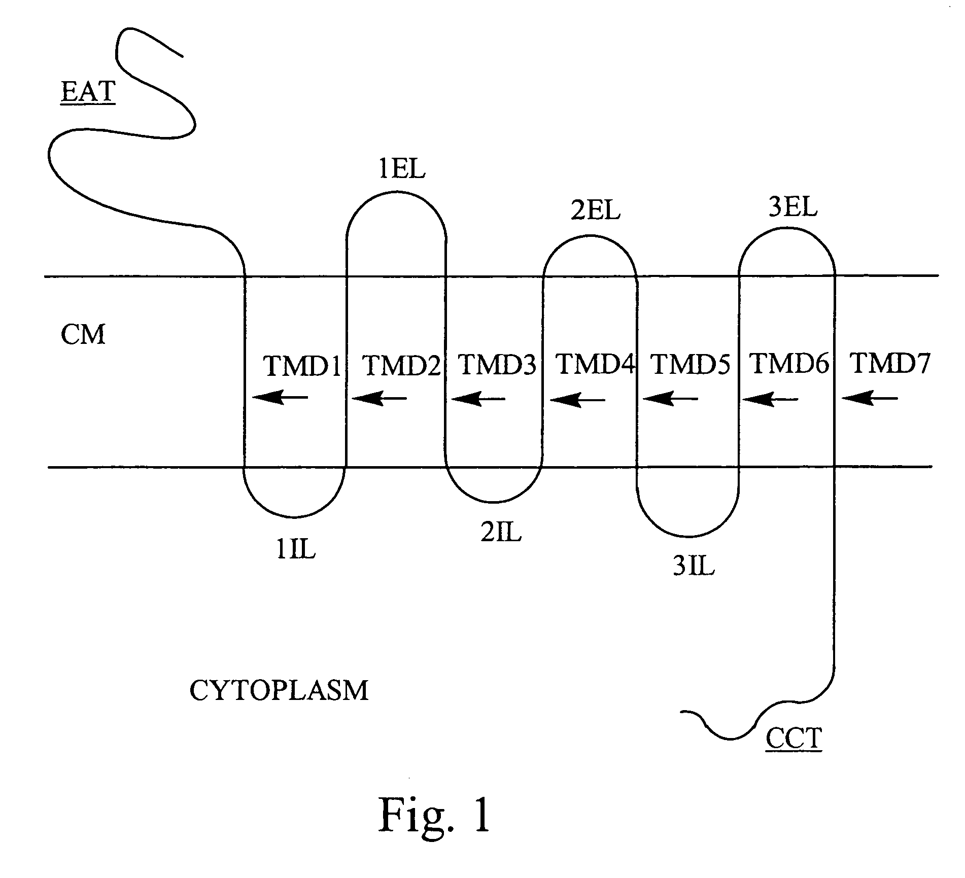 Bivalent binding molecules of 7 transmembrane G protein-coupled receptors