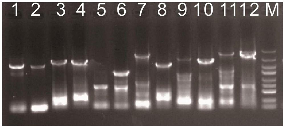 A method for full-sequence primer design and phylogenetic analysis of the complete mitochondrial genome of the multi-scaled mullet goby