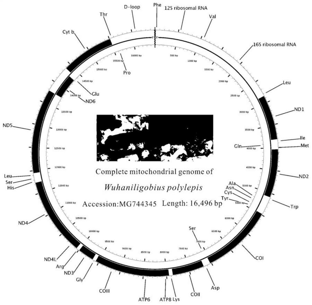 A method for full-sequence primer design and phylogenetic analysis of the complete mitochondrial genome of the multi-scaled mullet goby